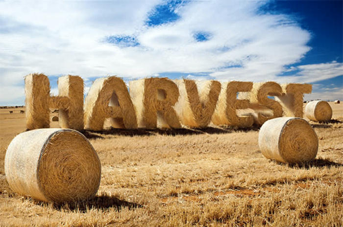 harvest