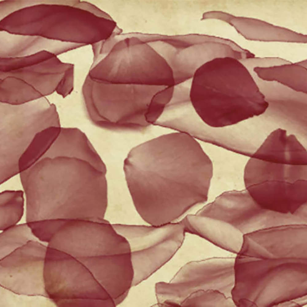 Rose Petals Photoshop Brushes